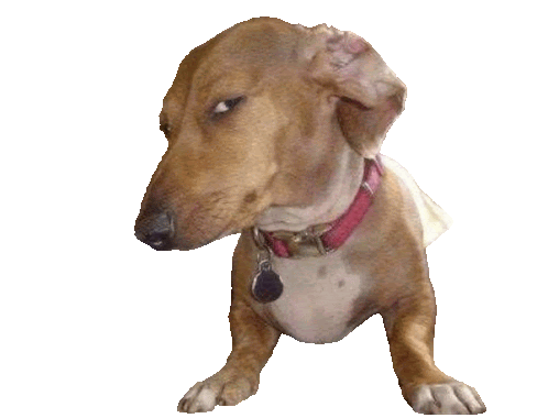 Dog Side Eye Sticker
